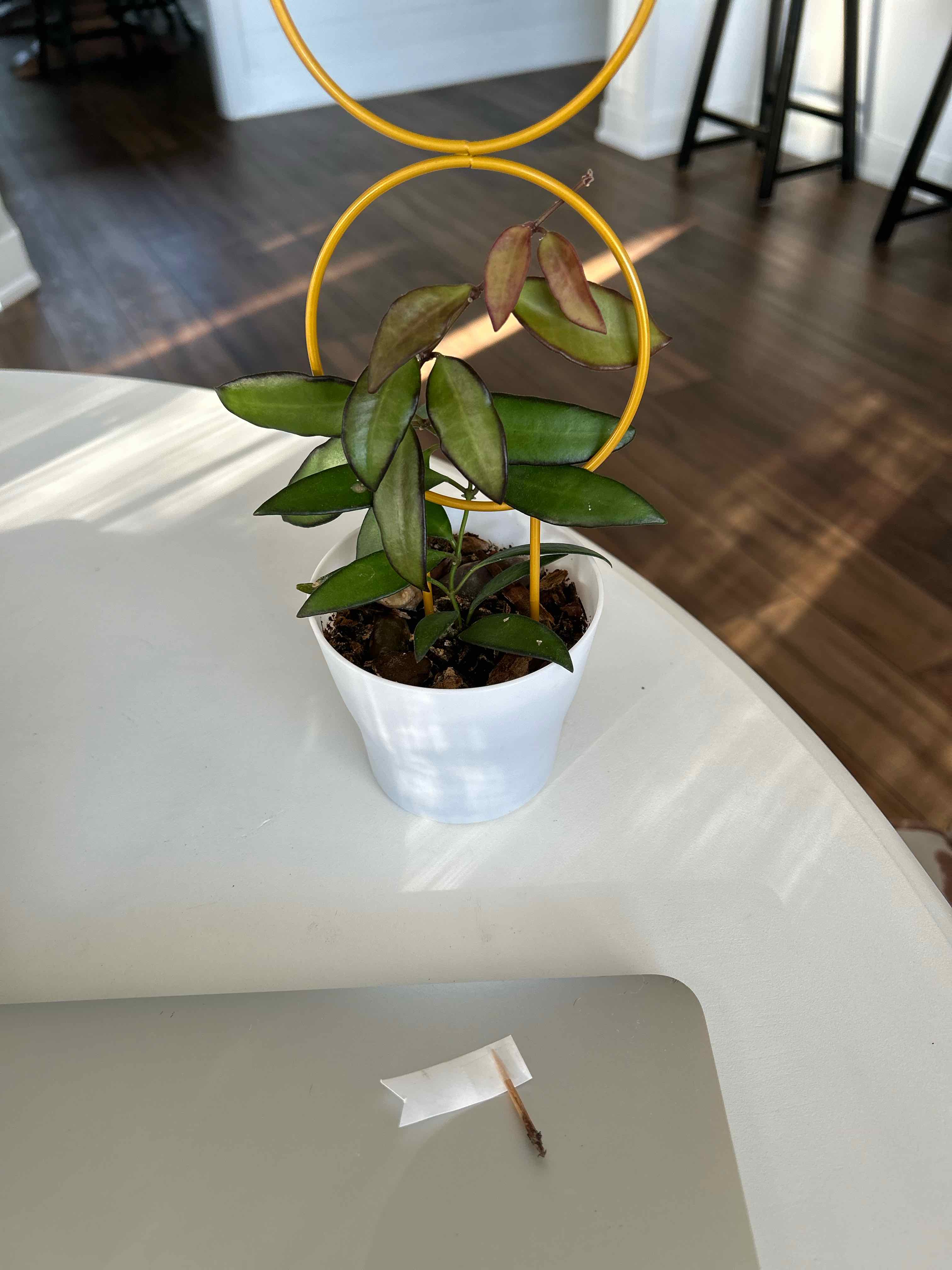Hoya 'Rosita' plant in a white pot with a yellow support structure, showing some browning at the leaf tips.