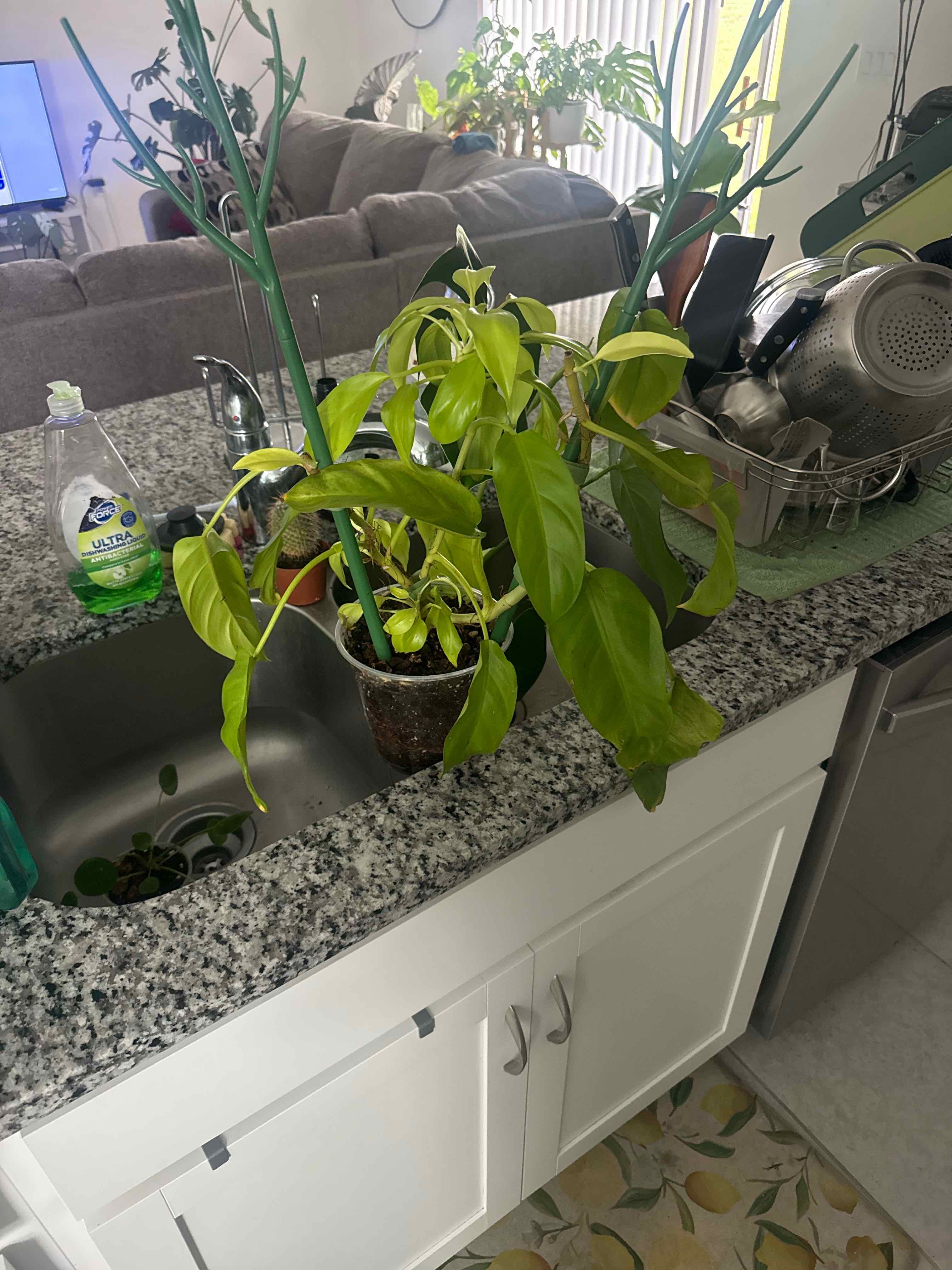 Photo of the plant species Philodendron ‘Ceylon Beauty’ by @MarvelSeraphina named Willow on Greg, the plant care app