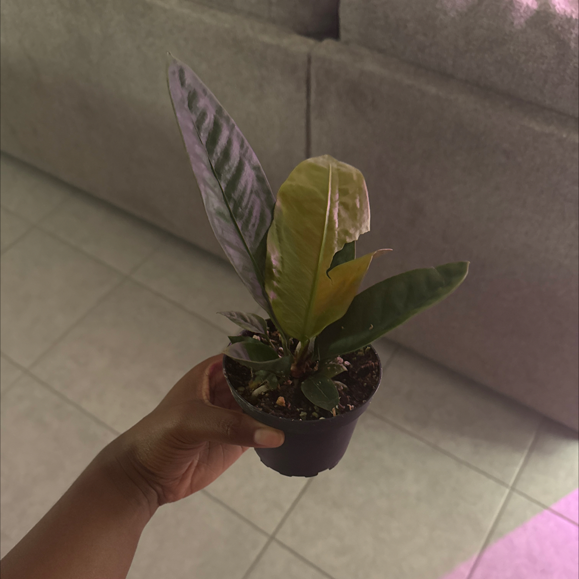 A potted Anthurium superbum plant with a yellowing leaf, held by a hand.