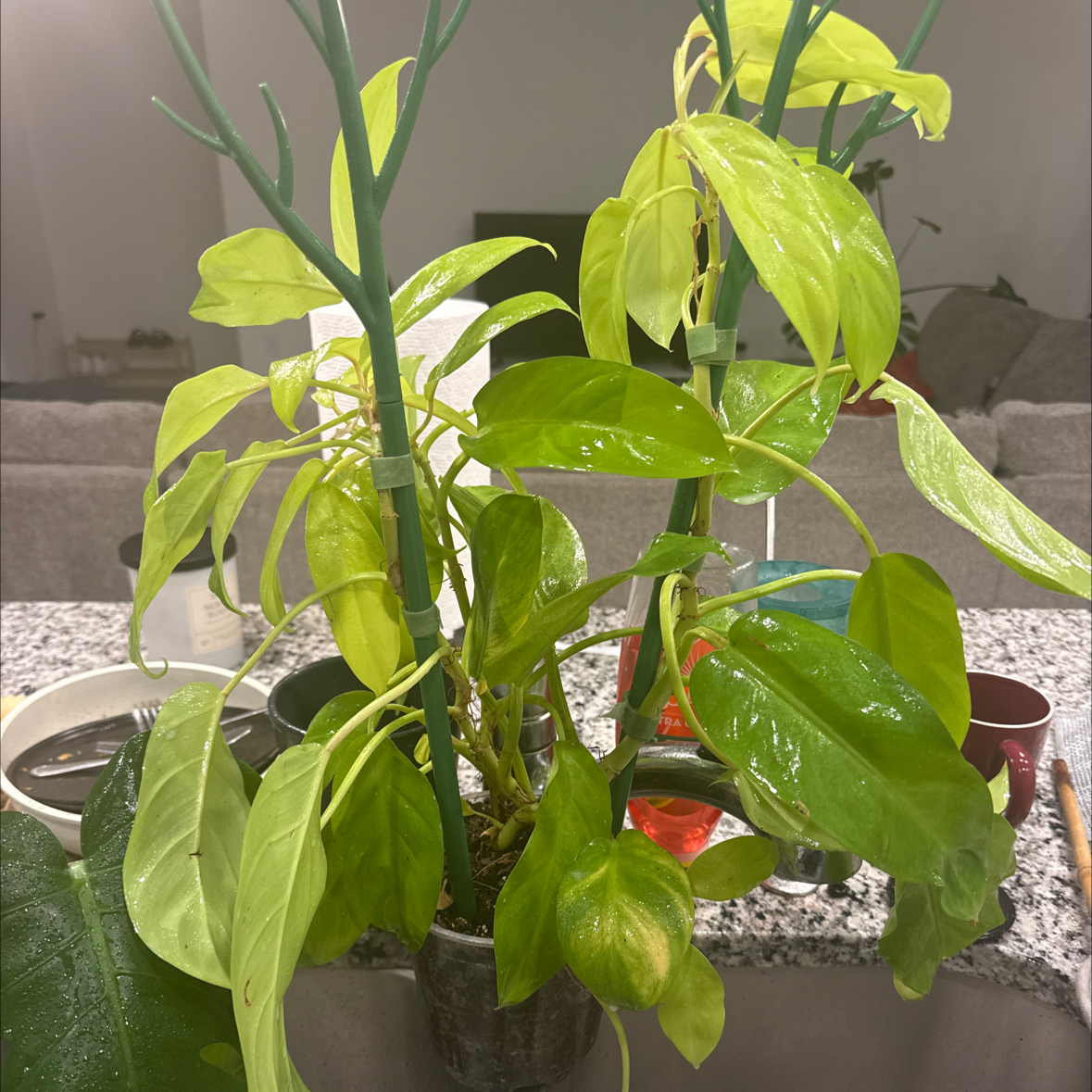 Photo of the plant species Philodendron ‘Ceylon Beauty’ by @MarvelSeraphina named Willow on Greg, the plant care app