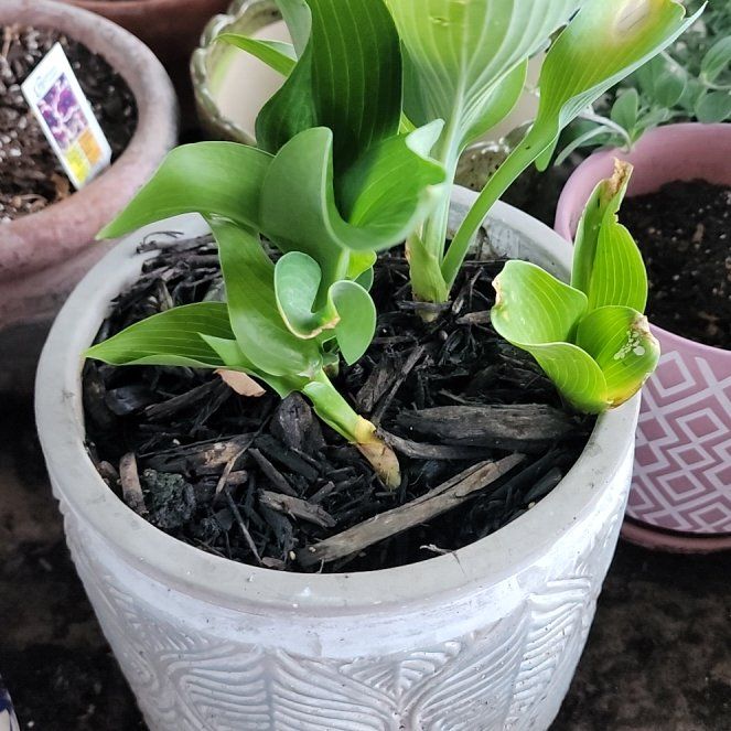 Photo of the plant species Hosta 'Satisfaction' by @LiteraryBonsi named Delilah on Greg, the plant care app