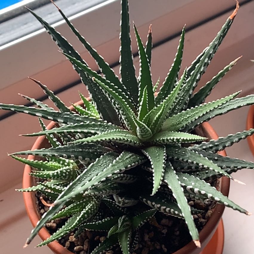 Photo of the plant species Haworthia 'Big Band' by @WorthySoul named Queen on Greg, the plant care app