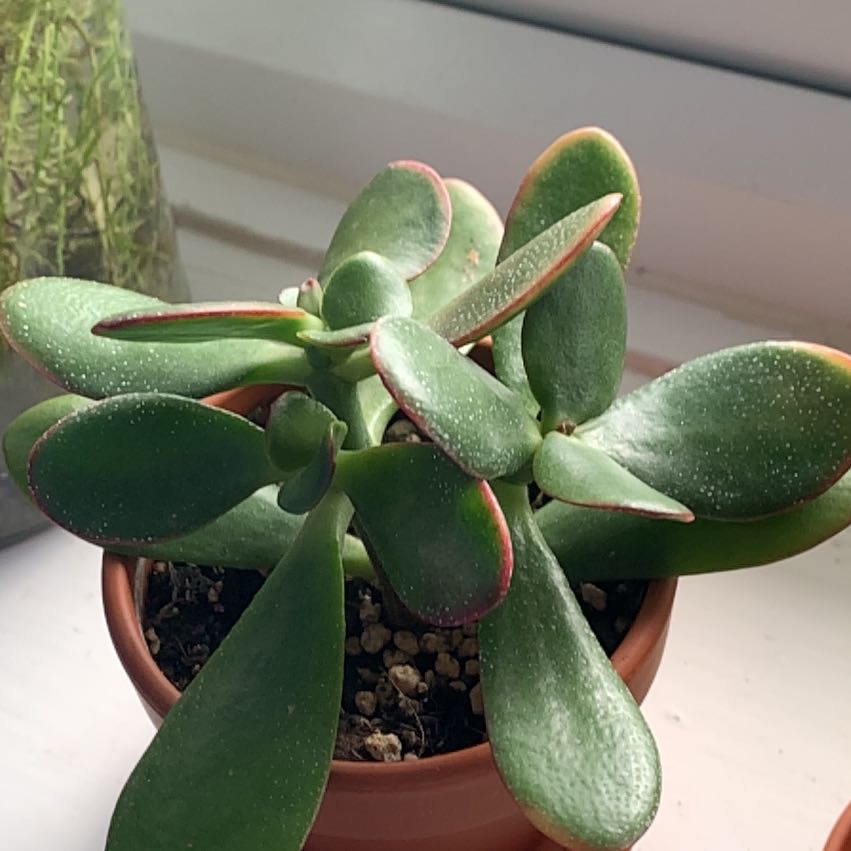 Golden Jade plant in a small pot on a windowsill, with green leaves and red edges.