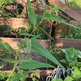 Photo of the plant species Swamp Morning Glory by @ValiantFernmoss named Treeyoncé on Greg, the plant care app