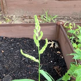 Photo of the plant species Barnyard Grass by @ValiantFernmoss named Surya on Greg, the plant care app