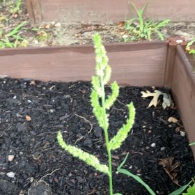 Photo of the plant species Barnyard Grass by @ValiantFernmoss named Gates on Greg, the plant care app