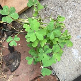 Photo of the plant species Creeping Woodsorrel by @ValiantFernmoss named Bieber on Greg, the plant care app