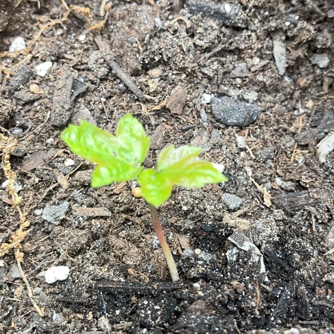 Photo of the plant species American Sweetgum by @ValiantFernmoss named Willow on Greg, the plant care app