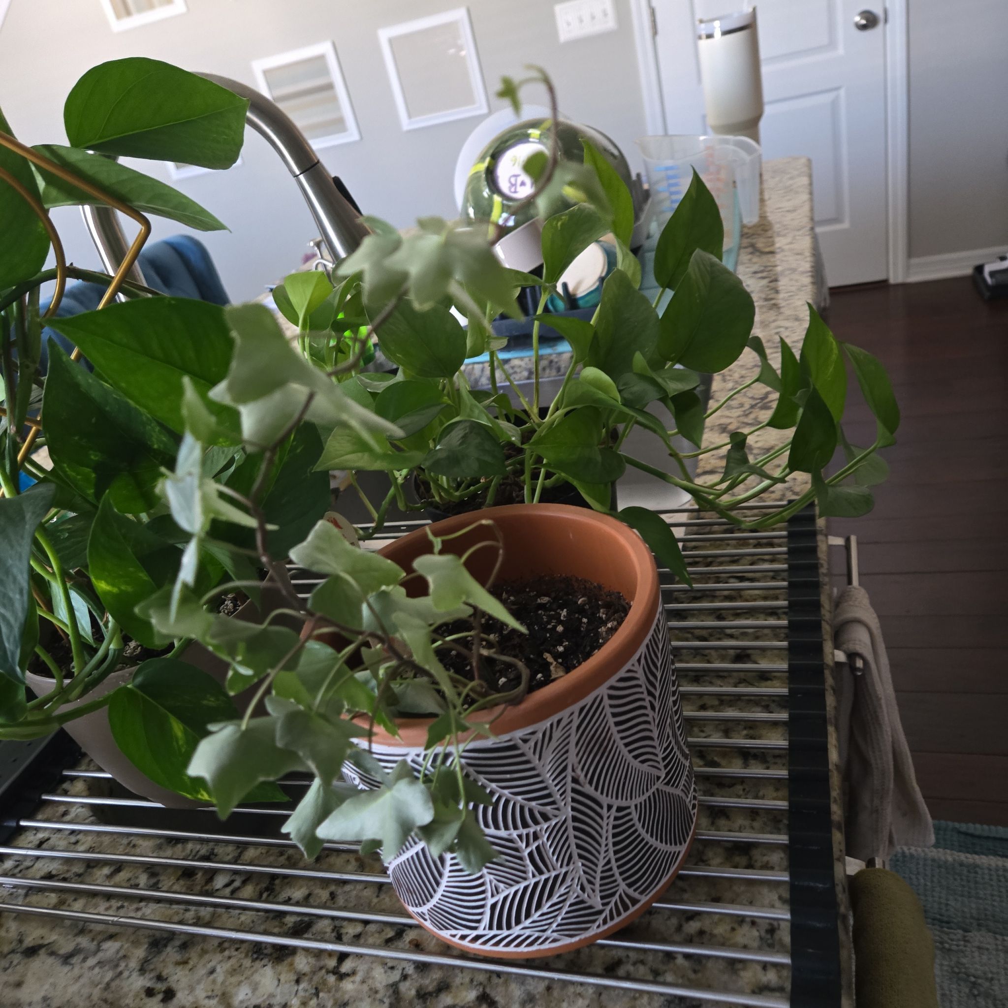 Photo of the plant species Silver Bells Ivy by @MannerlyChamisa named Peter Parker on Greg, the plant care app