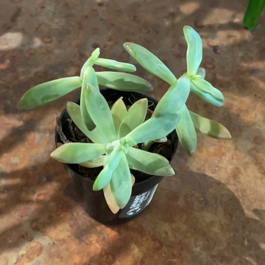 Graptoveria 'Blue Pearl' succulent in a black pot with some yellowing and browning leaves.