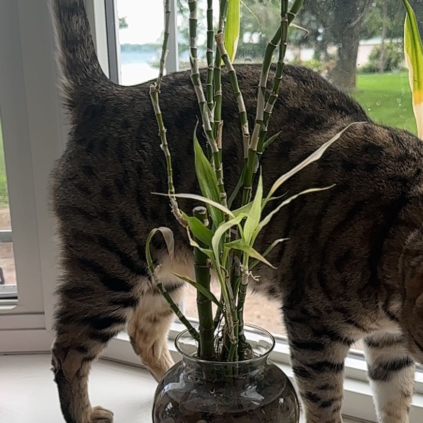 Lucky Bamboo Is Toxic To Cats