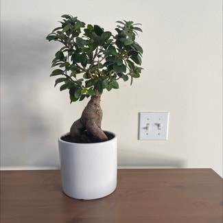 Ficus Ginseng plant in San Francisco, California