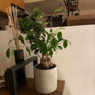 Ficus Ginseng plant in San Francisco, California