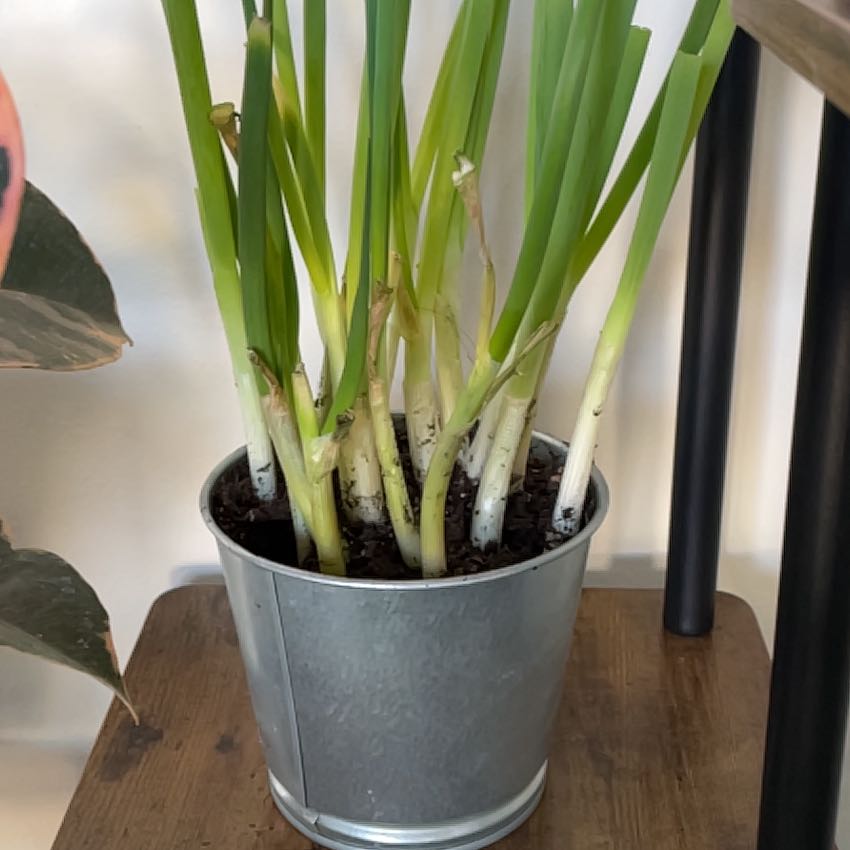 Potted Long Green Onion plant with healthy green leaves and white stalks.