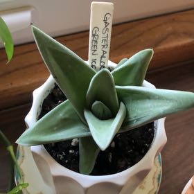 Photo of the plant species Green Ice Gasteraloe by @GutsyMelittis named Zion on Greg, the plant care app