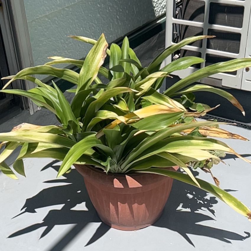 Photo of the plant species Rohdea japonica by @WisePukatea named Kobe on Greg, the plant care app