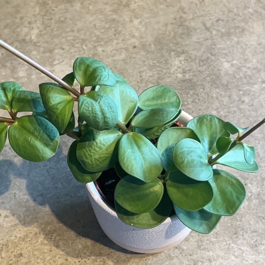 Photo of the plant species Jade by @InfiniteOrpine named Drake on Greg, the plant care app