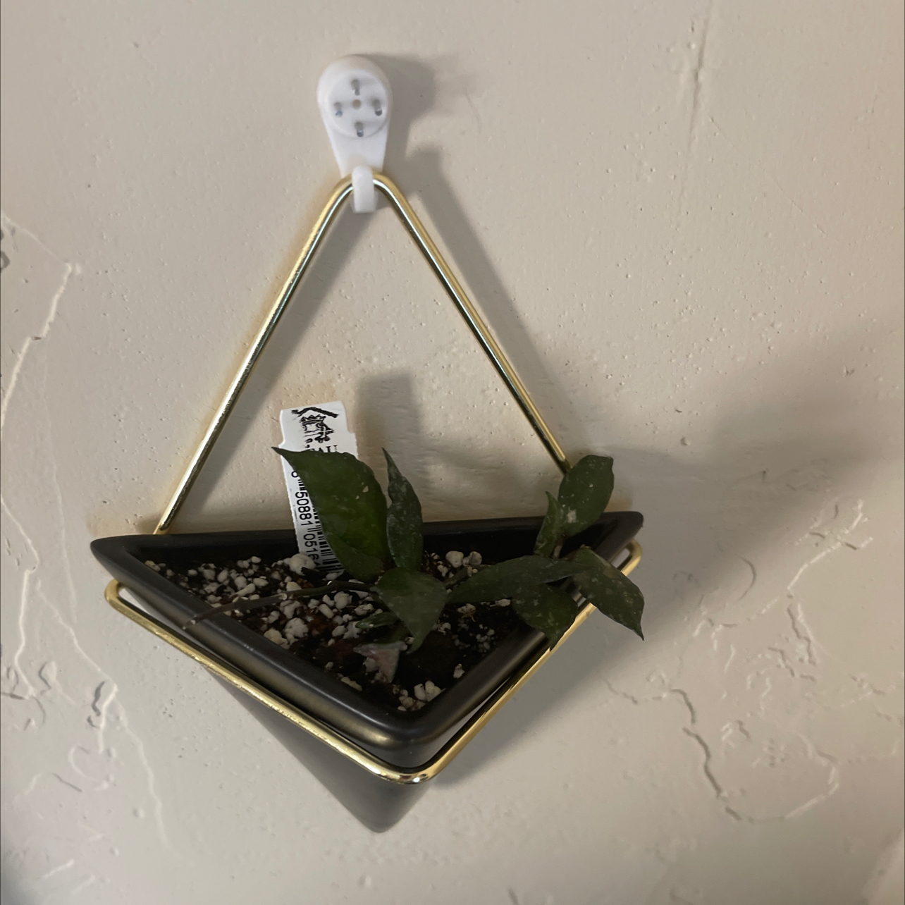 Hoya krohniana black plant in a triangular hanging pot with visible soil.