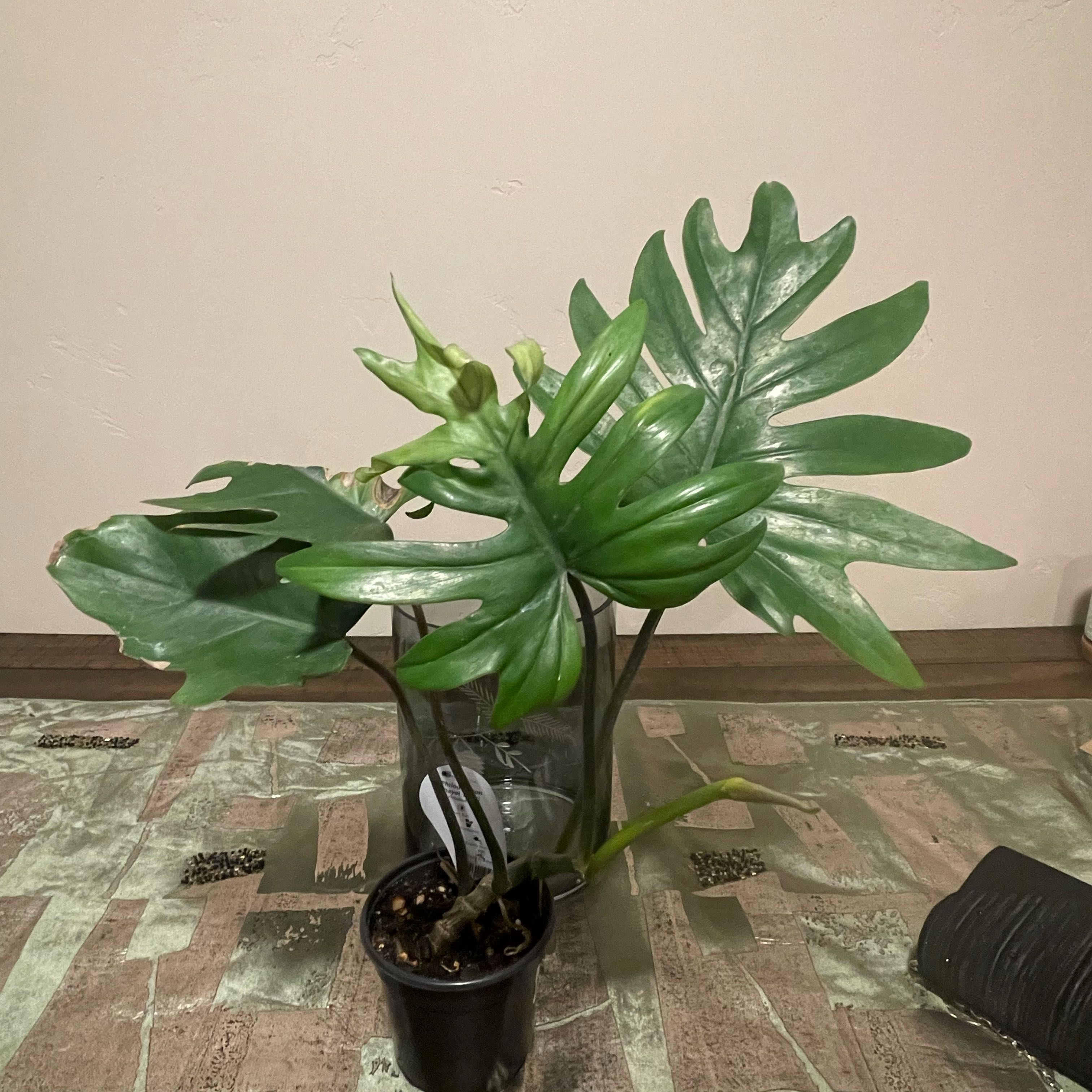 Photo of the plant species tahiti philodendron by @JennM314 named P - Tefiti on Greg, the plant care app