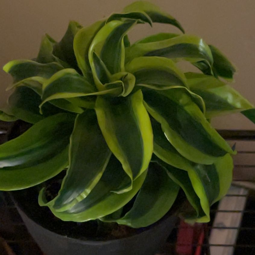 Dracaena 'Tornado' plant with vibrant green and yellow variegated leaves.