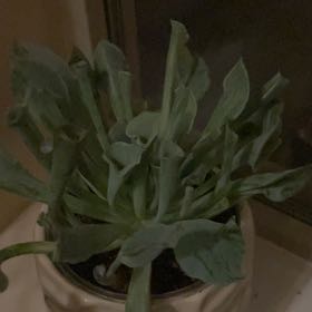 Photo of the plant species Echeveria ‘Trumpet Pinky’ by @JennM314 named F5 Box - Pinky on Greg, the plant care app