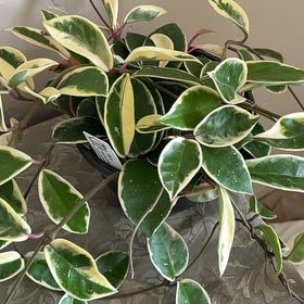 Photo of the plant species Hoya carnosa 'Albomarginata’ by @JennM314 named O - Marguerite on Greg, the plant care app