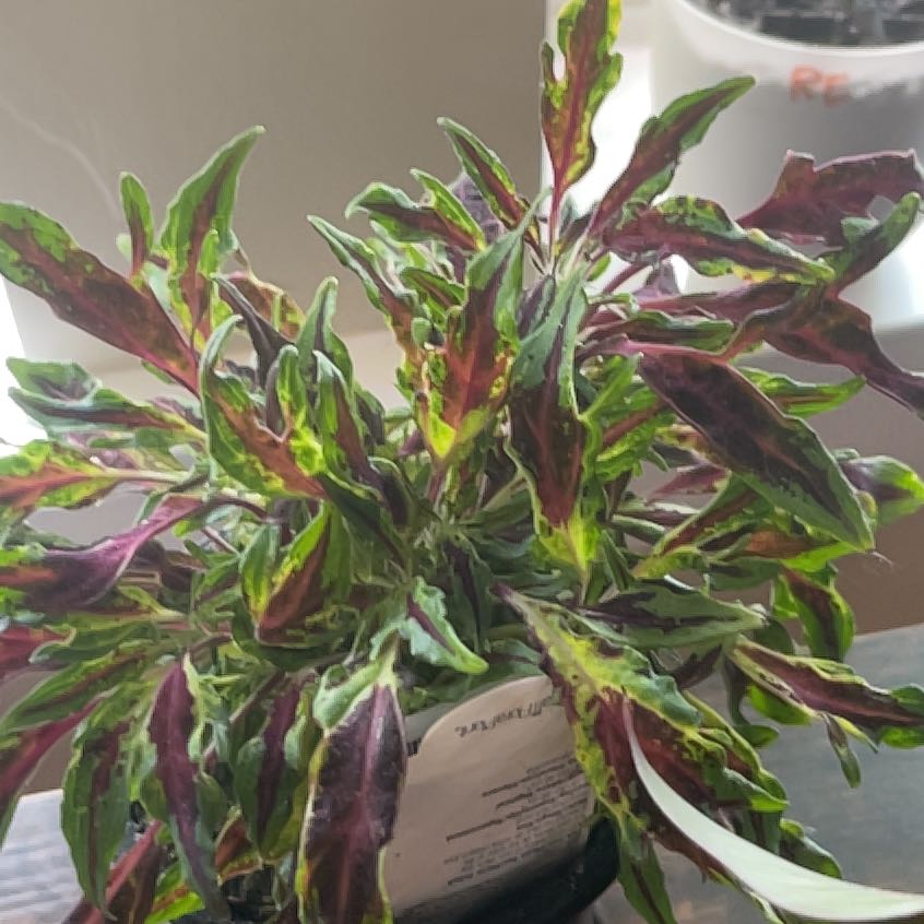 Photo of the plant species Coleus Flame Thrower Chipotle by @JennM314 named Out - Chipotle on Greg, the plant care app