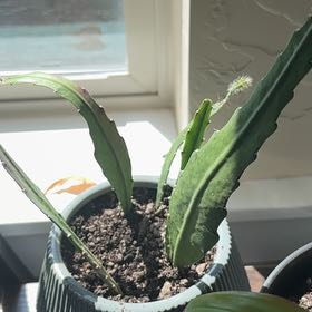 Photo of the plant species Red Orchid Cactus by @JennM314 named F - Light Fury on Greg, the plant care app