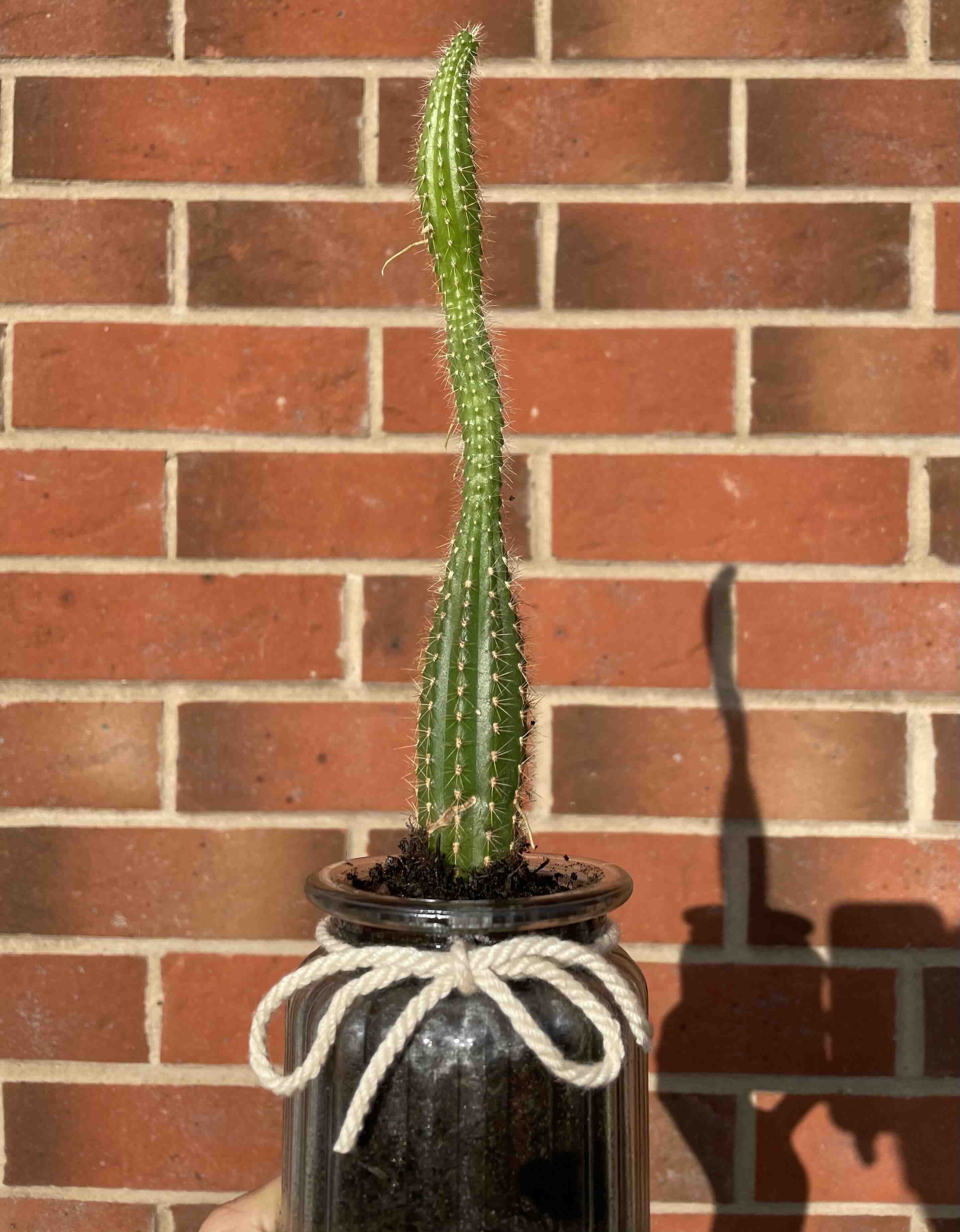 Golden Torch cactus in a black pot against a brick wall background.