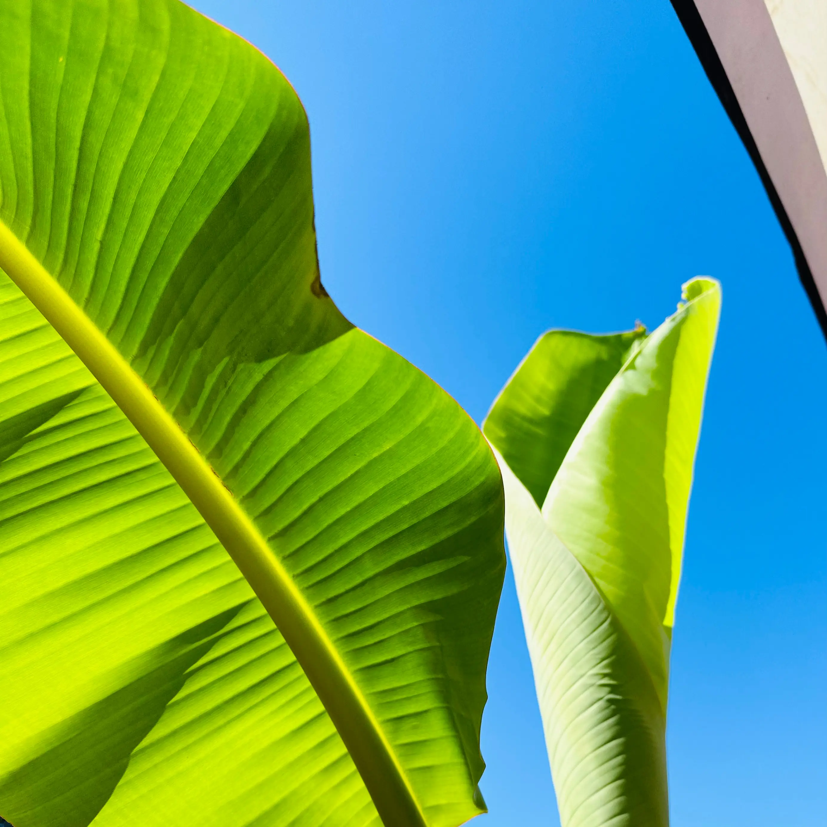Photo of the plant species Snow Banana by @BambooLover named Blue Java / Ice Cream Banana tree on Greg, the plant care app