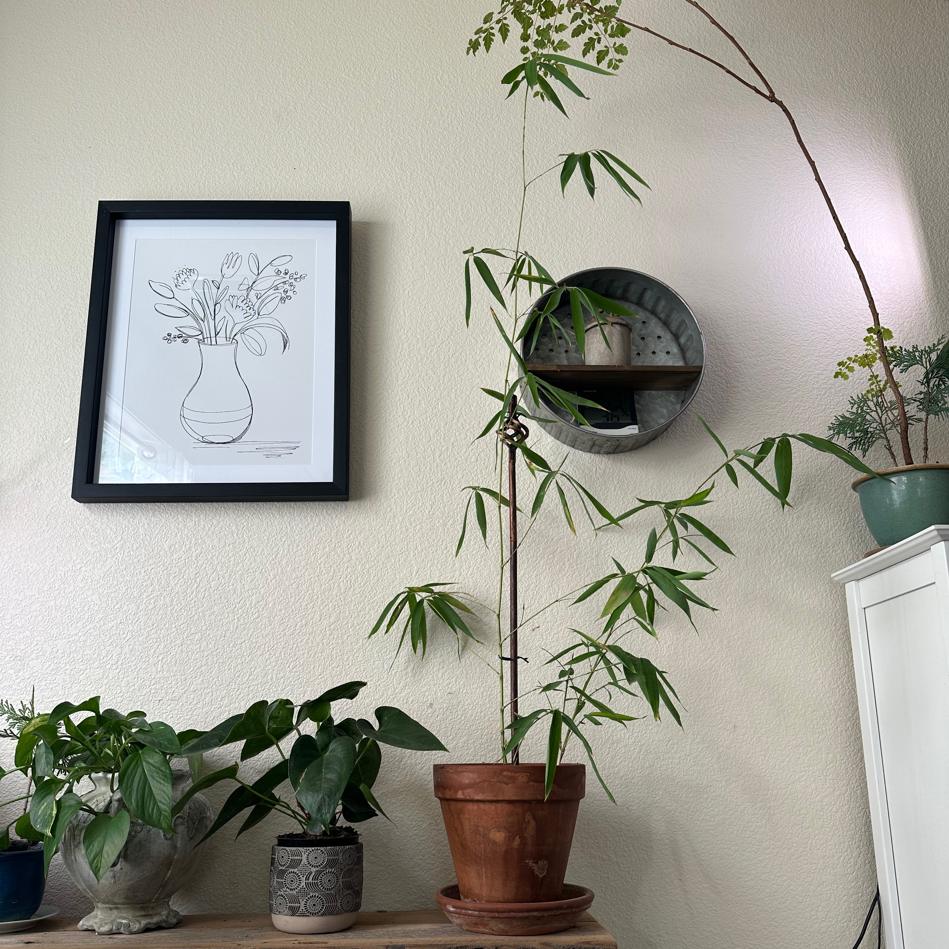 Monk's Belly Bamboo plant in a pot, surrounded by other plants, with a framed drawing on the wall.
