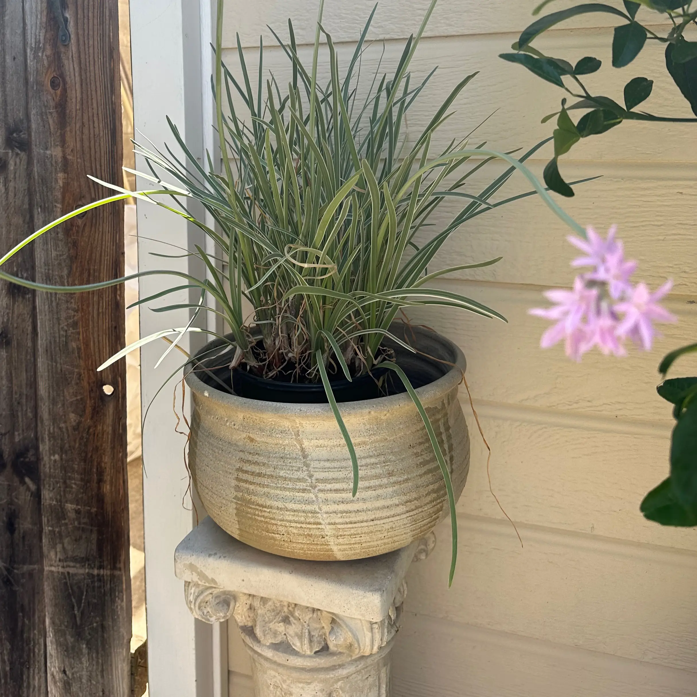 Potted Society Garlic plant with green leaves, no visible soil, and no flowers.