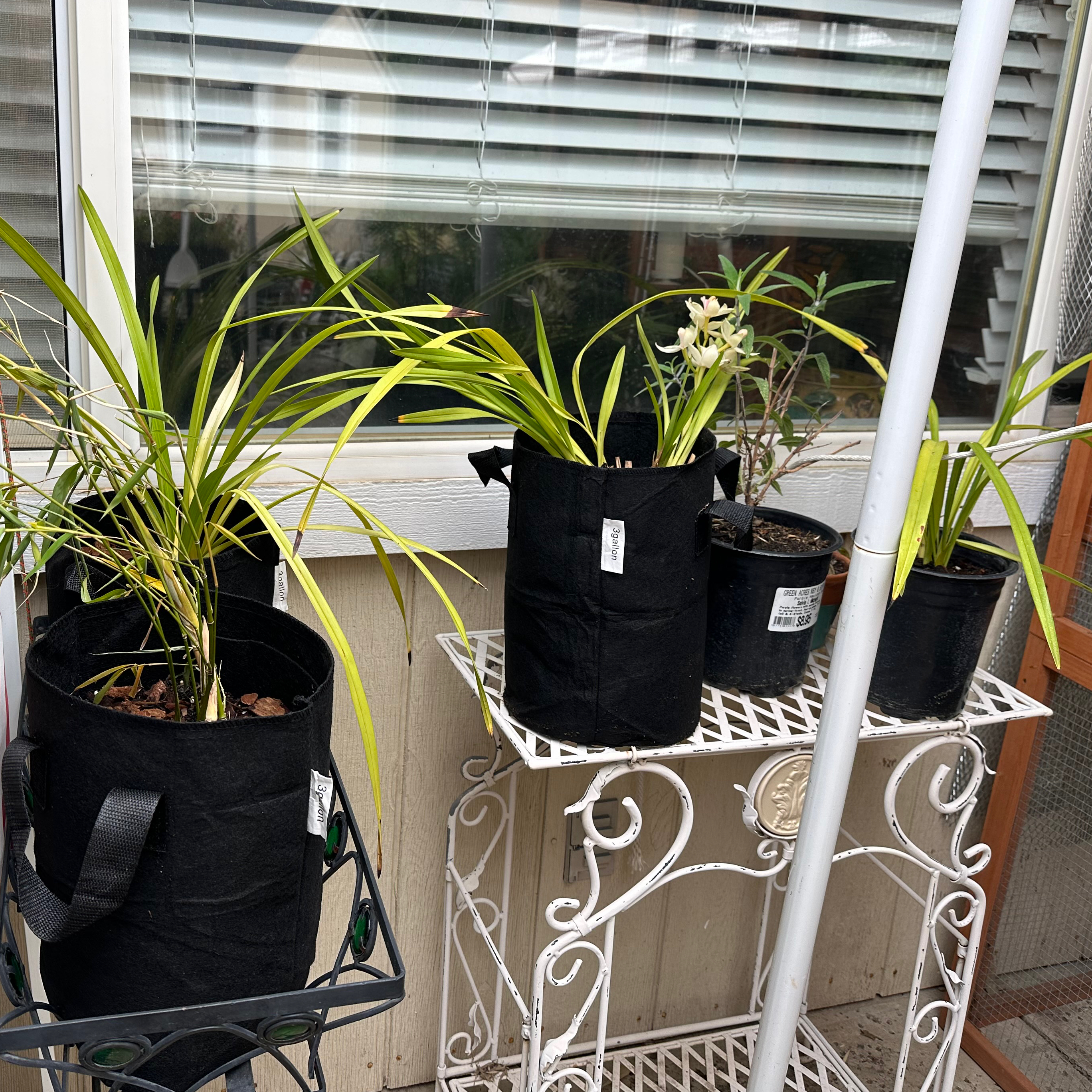 Photo of the plant species Cymbidium Orchid 'Fashion Show' by @BambooLover named Orchid propagations from Mothership on Greg, the plant care app