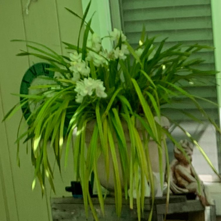 Photo of the plant species Cymbidium Orchid 'Fashion Show' by @BambooLover named Mothership 1970’s Orchid on Greg, the plant care app