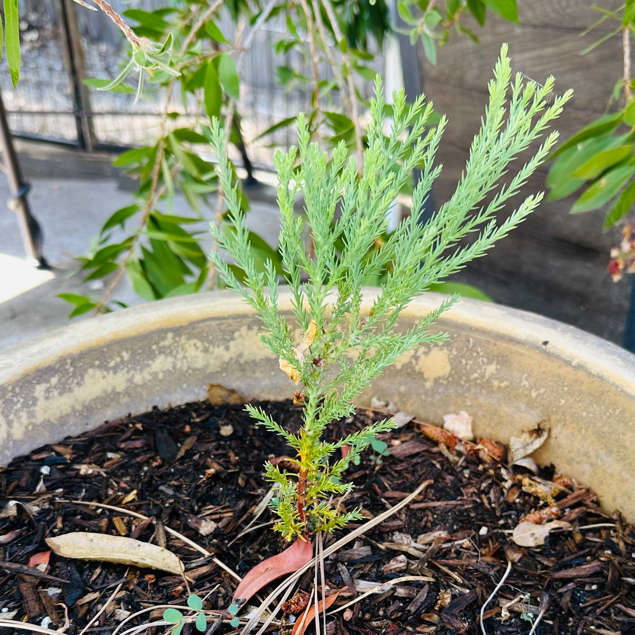 Young Giant Sequoia plant in a pot with healthy green foliage.