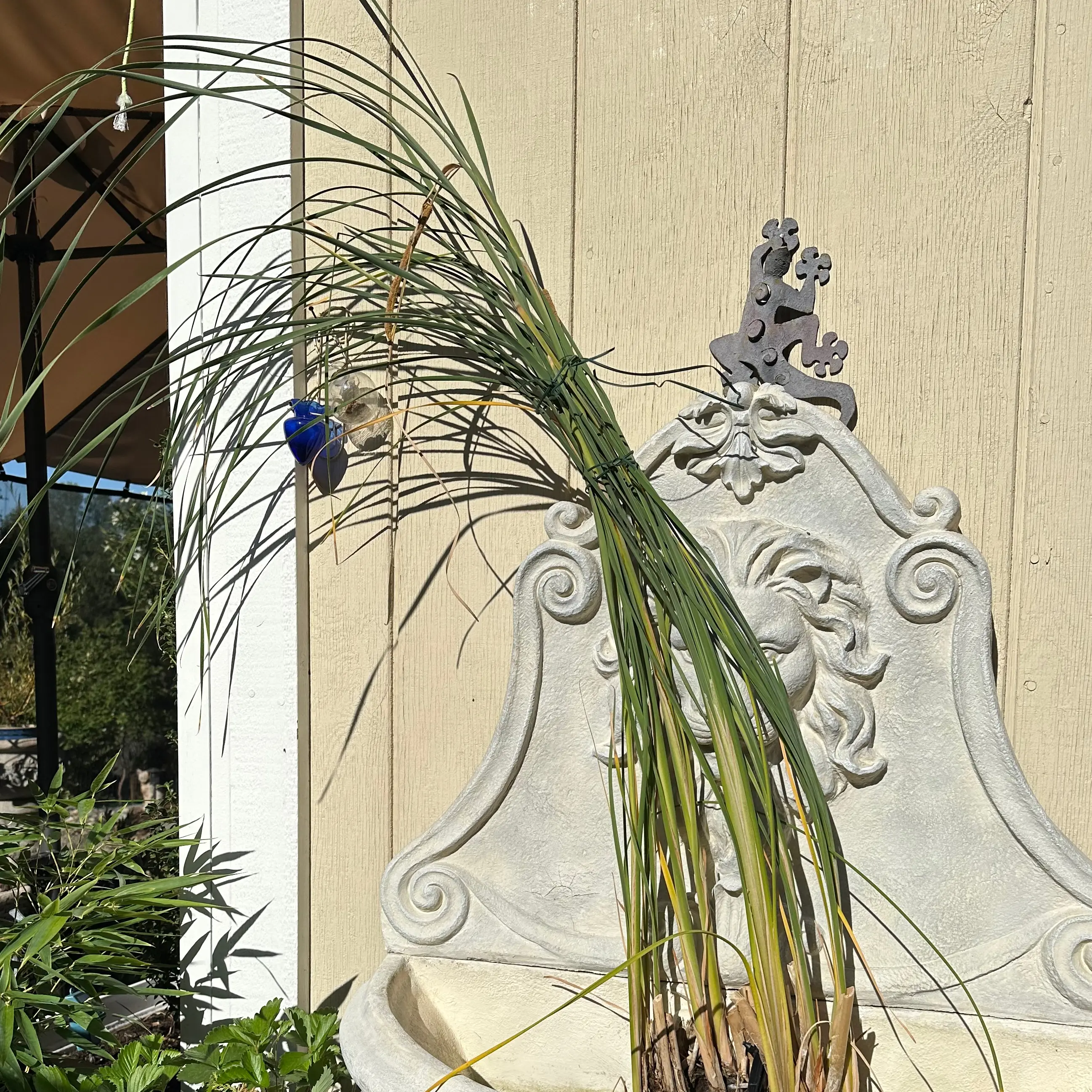 Photo of the plant species Cat-Tail Sedge by @BambooLover named Cattail water plant propagated from my pond plant on Greg, the plant care app