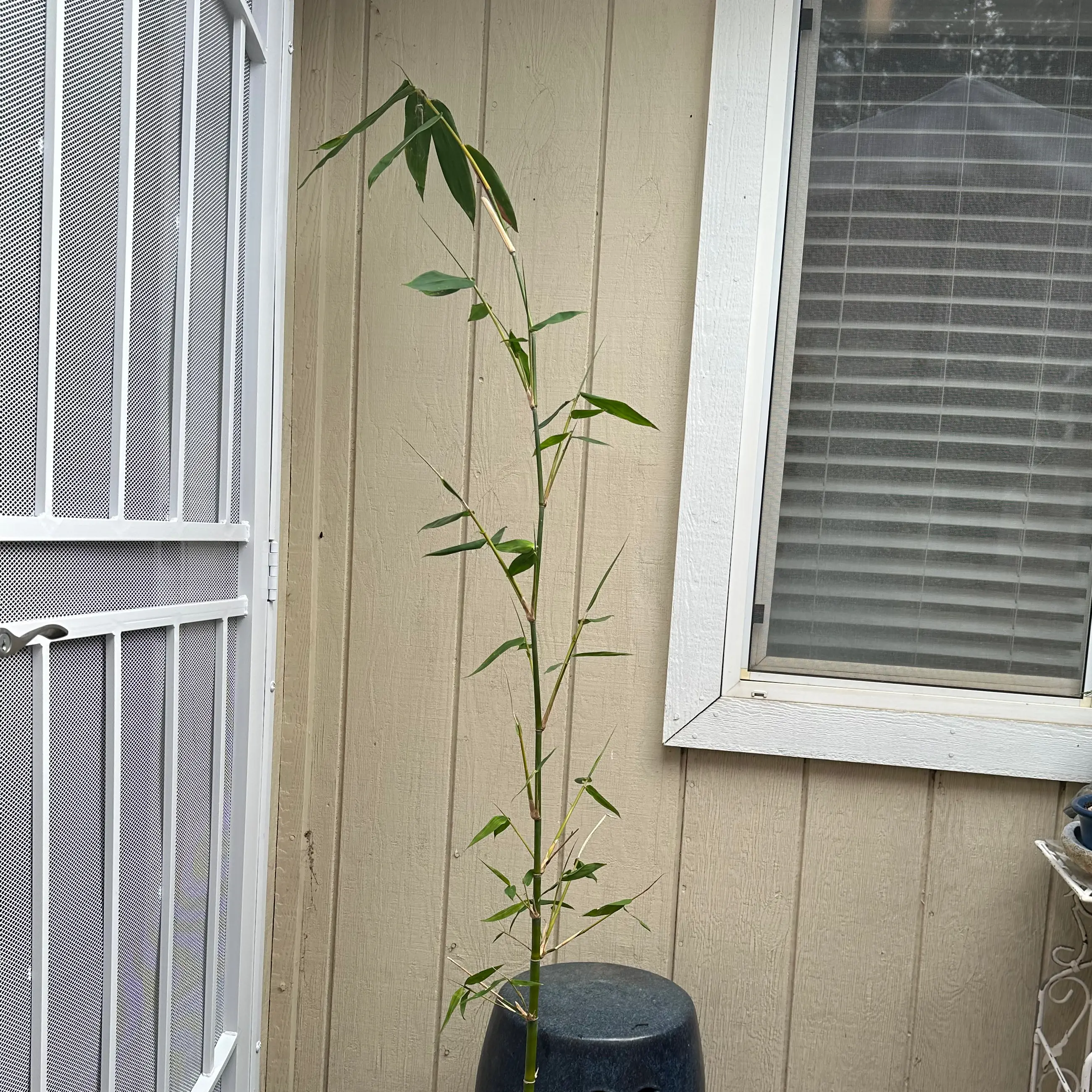 Photo of the plant species Golden Chinese Timber Bamboo by @BambooLover named Propagated Giant Timber Bamboo 1 of 6 on Greg, the plant care app