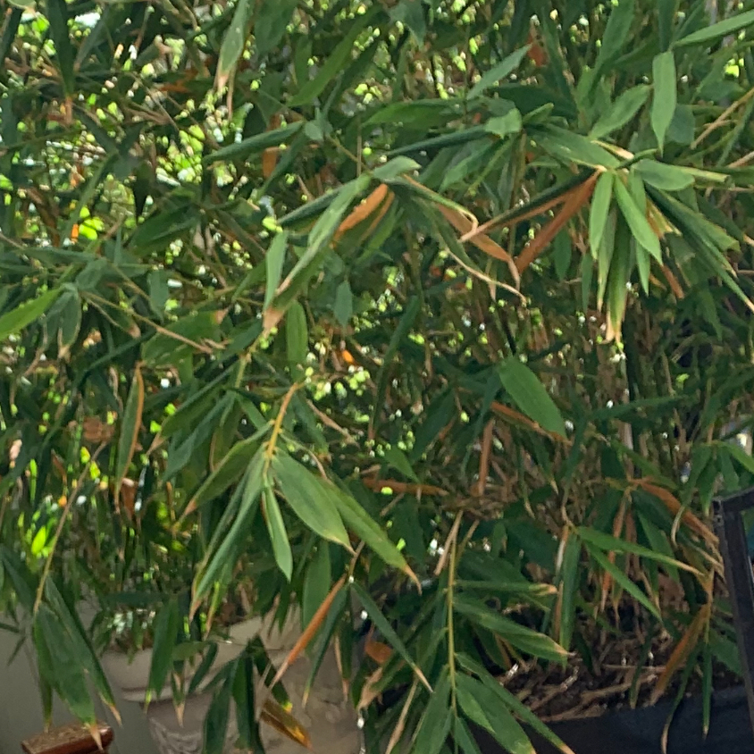 Photo of the plant species Golden Chinese Timber Bamboo by @BambooLover named Bambusa oldhamii on Greg, the plant care app