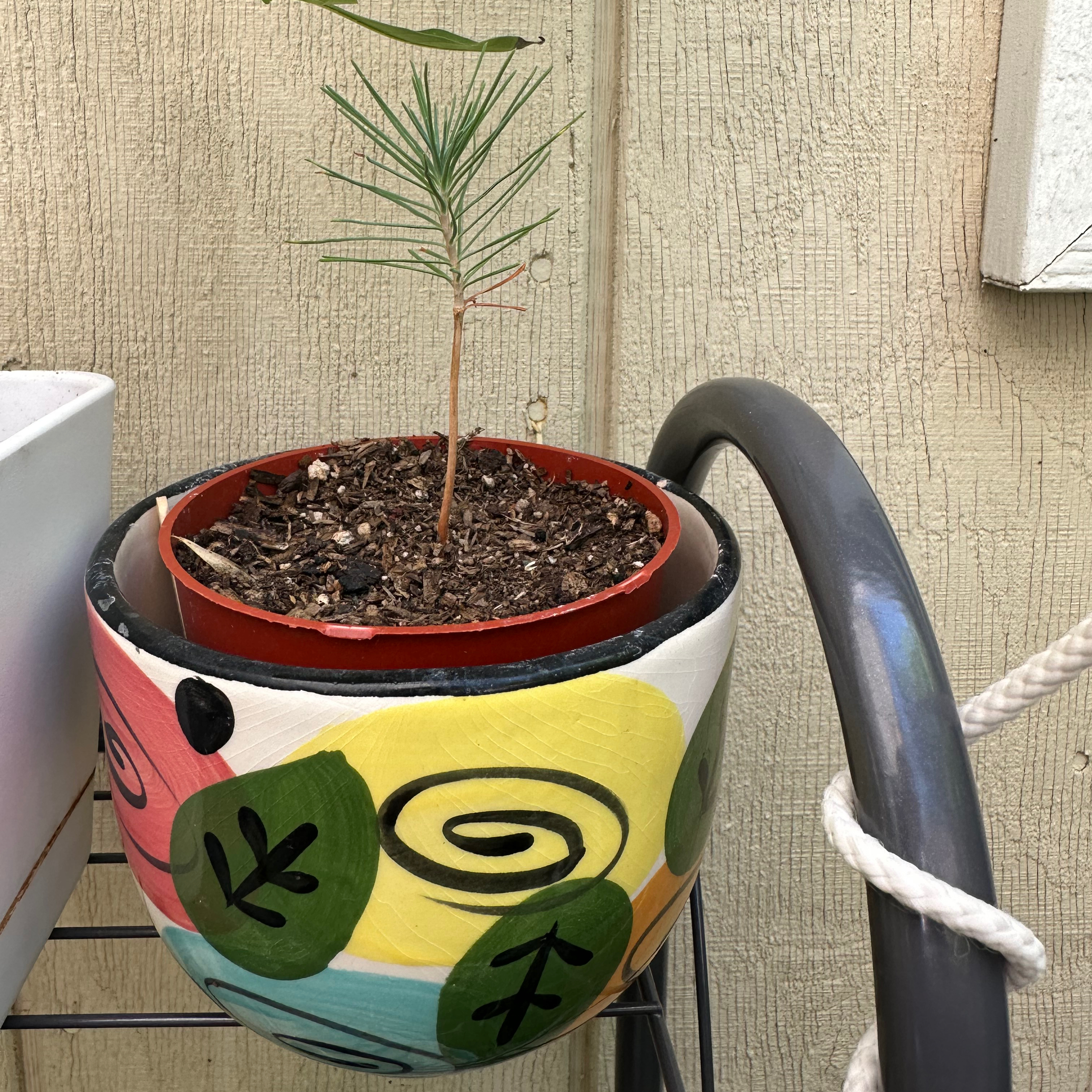 Young Eastern White Pine in a colorful pot with visible soil.