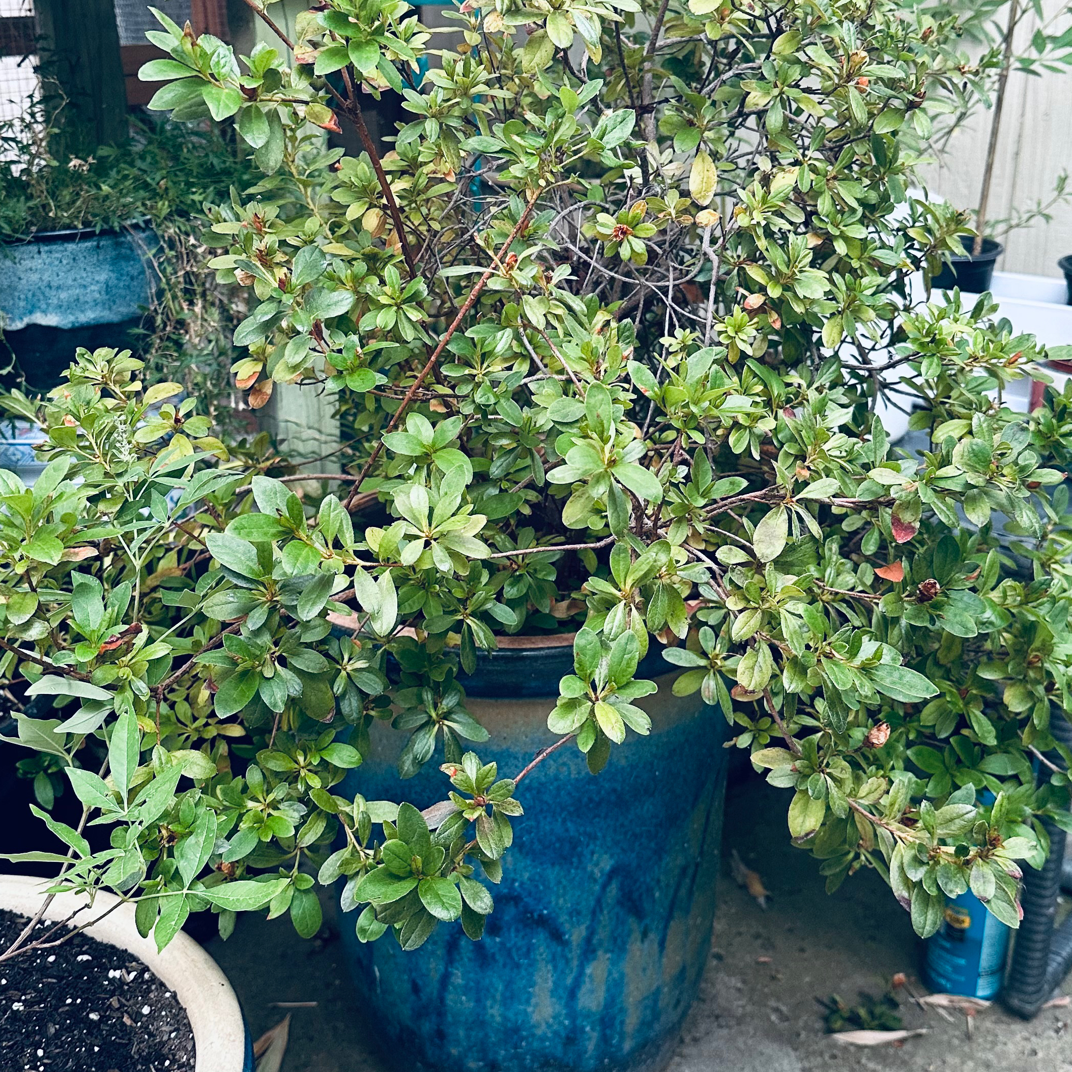 Photo of the plant species Azalea 'Indica Inga' by @BambooLover named Potted azalea on Greg, the plant care app