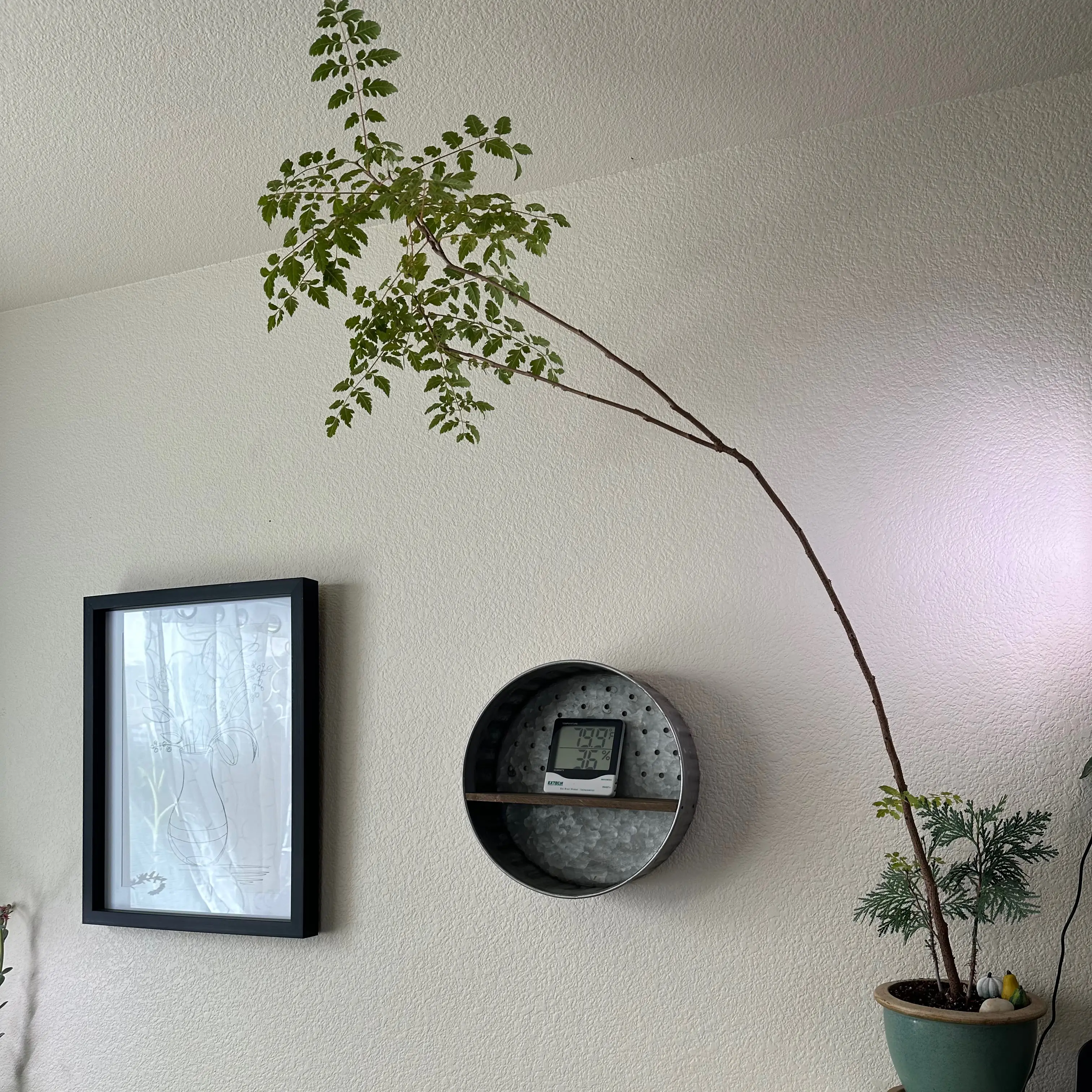 Bonsai Propagated Golden Rain Tree