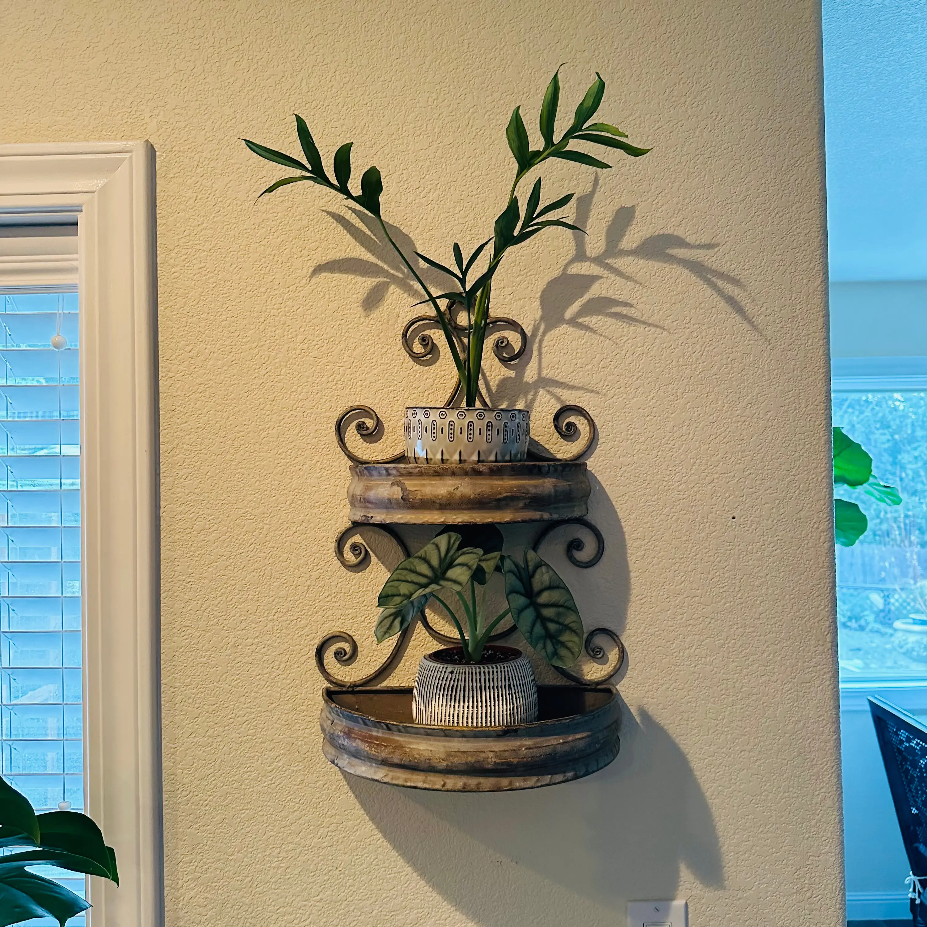 Two potted plants on a decorative wall shelf, with the upper plant being Monstera subpinnata.
