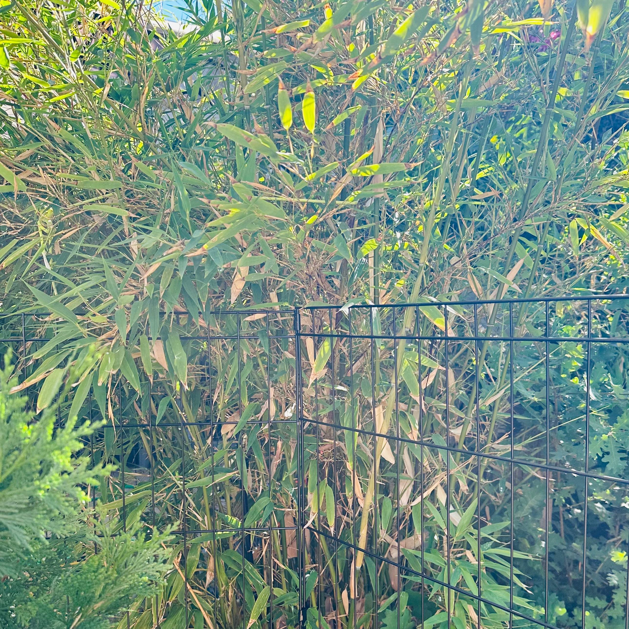 Photo of the plant species Black Bamboo by @BambooLover named Mothership Phyllostachys nigra 紫竹 on Greg, the plant care app