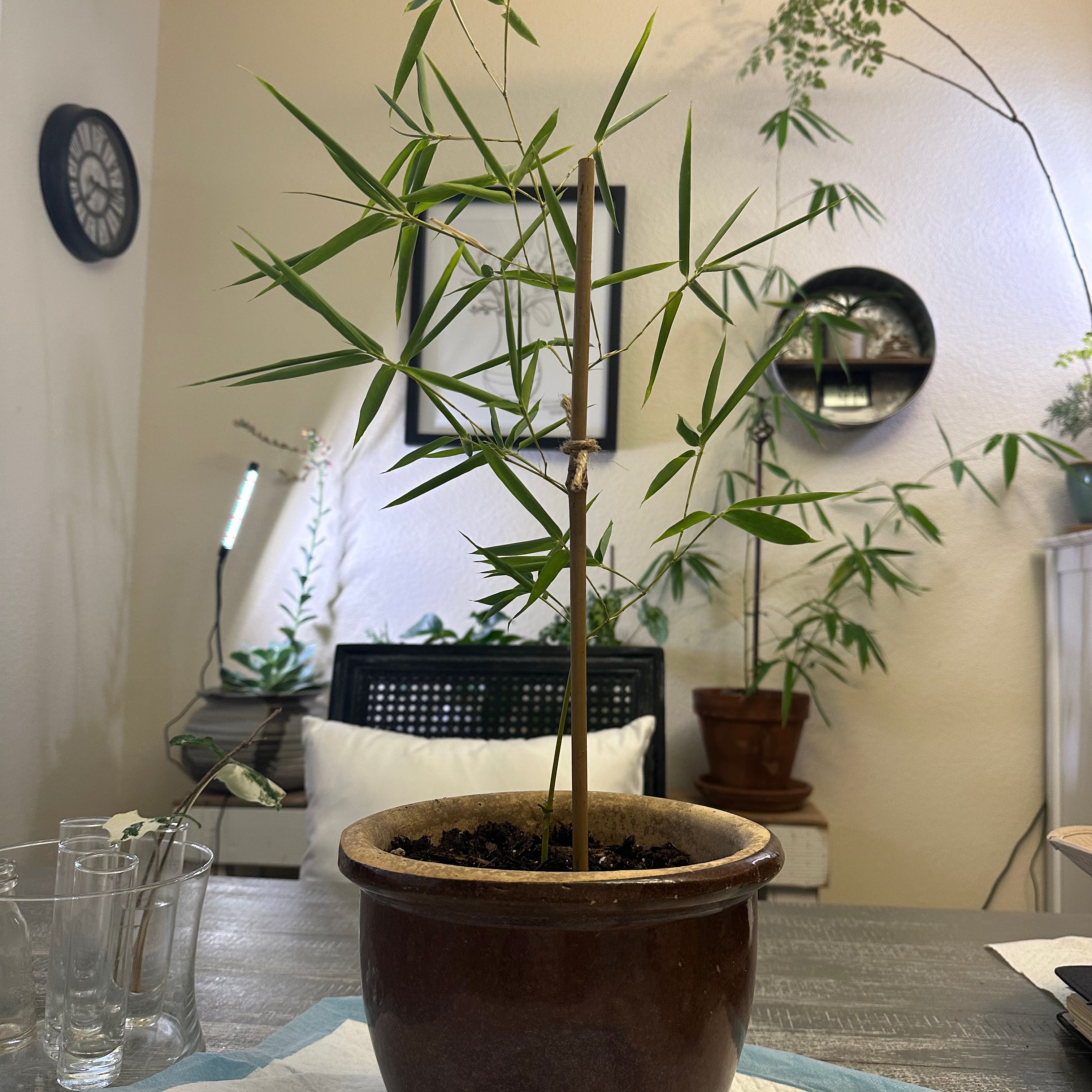 Potted Monk's Belly Bamboo plant indoors with some yellowing and browning leaves.
