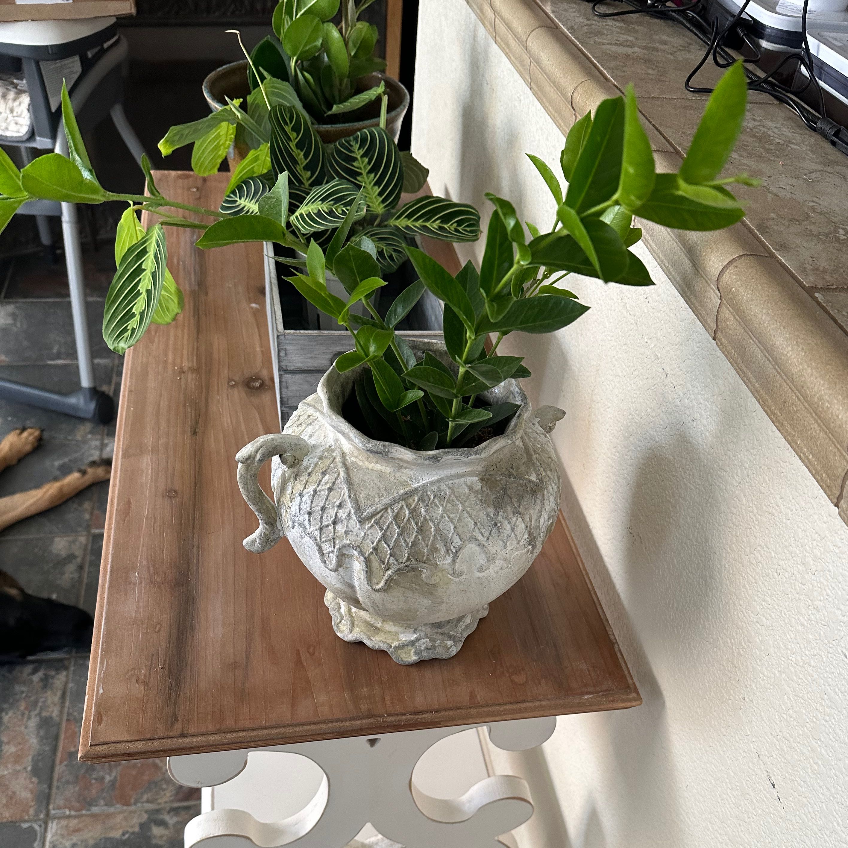 Photo of the plant species Hoya densifolia by @BambooLover named Propagated Hoya Densifolia on Greg, the plant care app
