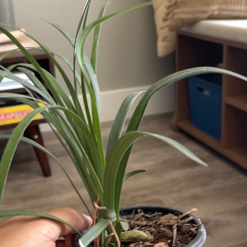 Photo of the plant species Creeping lilyturf by @CasualAnahaw named Mando on Greg, the plant care app