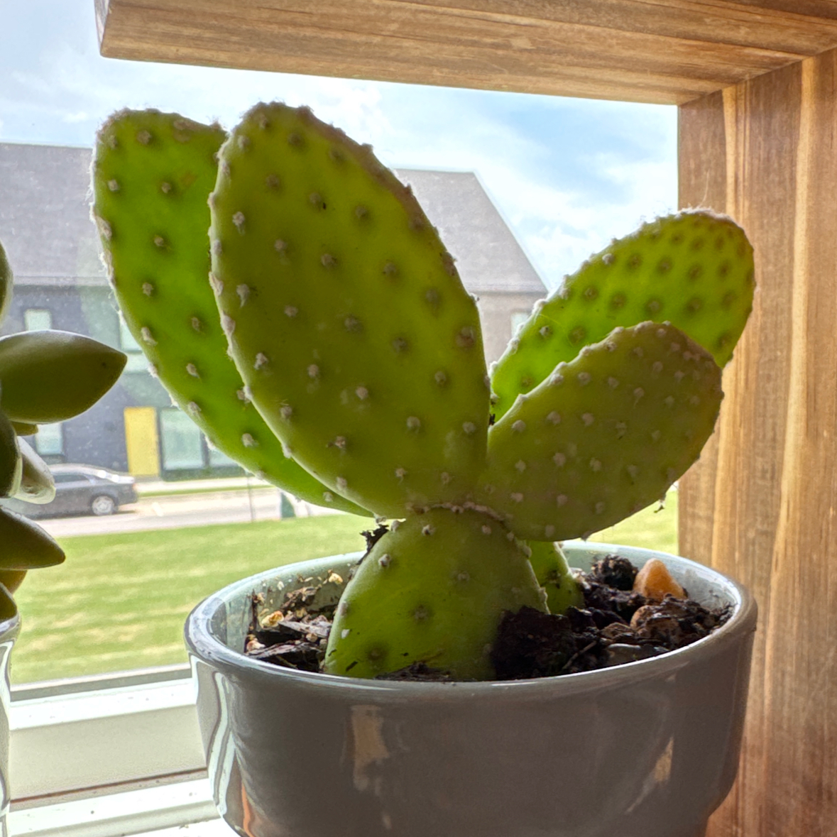Photo of the plant species Opuntia 'Mona Lisa' by @Jackymcs named Bunny on Greg, the plant care app