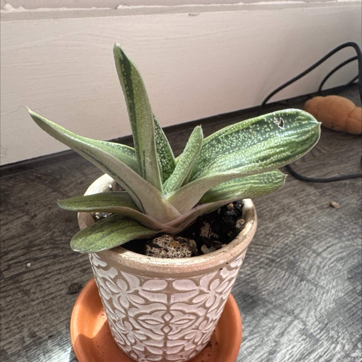 Photo of the plant species 'Little Warty' by @Jackymcs named Warty on Greg, the plant care app