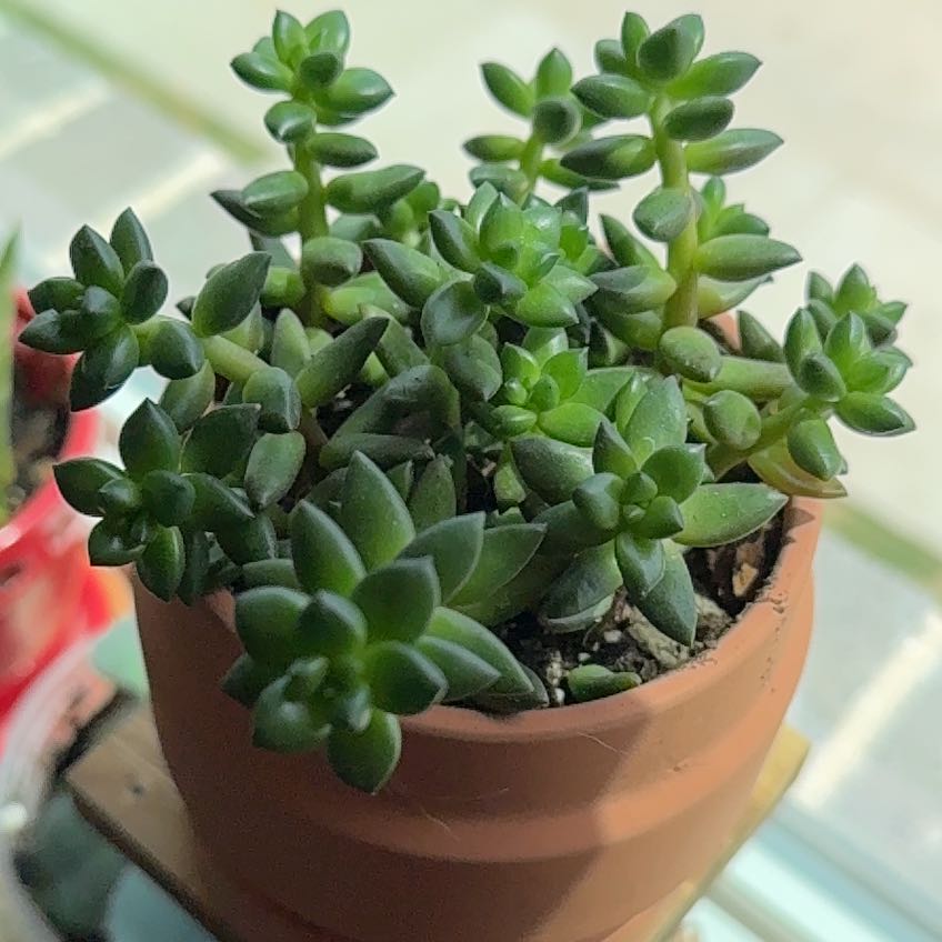 Photo of the plant species Jet Beads by @Jackymcs named JB on Greg, the plant care app