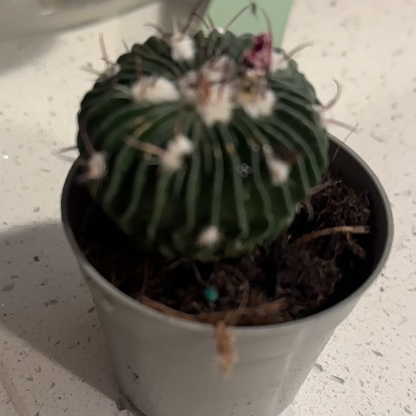 Photo of the plant species Brain Cactus by @Jackymcs named LiloStitch on Greg, the plant care app